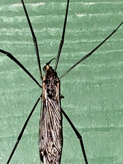 Tipula metacomet