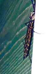 Tipula metacomet