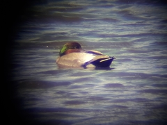 Anas platyrhynchos × Mareca strepera