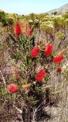 Melaleuca linearis linearis