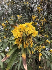 Tabebuia aurea