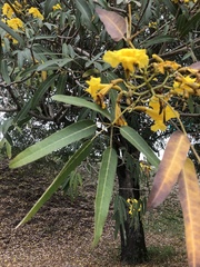 Tabebuia aurea