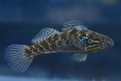 Dormitator maculatus