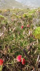 Melaleuca linearis linearis