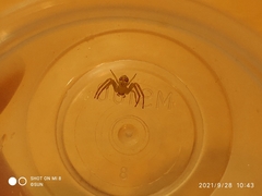 Thomisidae