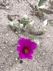 Portulaca werdermannii