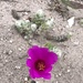 Portulaca werdermannii - Photo (c) Marcio Santos Ferreira, some rights reserved (CC BY-NC), uploaded by Marcio Santos Ferreira