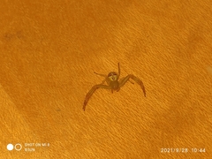 Thomisidae