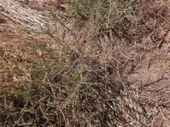 Salsola kali ruthenica