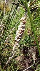 Melaleuca linearis linearis