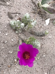 Portulaca werdermannii