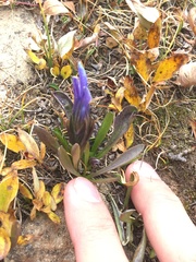 Gentianopsis barbellata