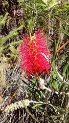 Melaleuca linearis linearis