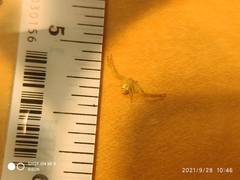 Thomisidae