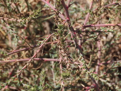 Salsola kali ruthenica