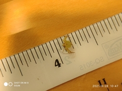 Thomisidae