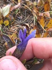 Gentianopsis barbellata