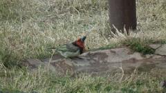 Lybius torquatus torquatus