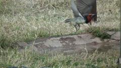 Lybius torquatus torquatus