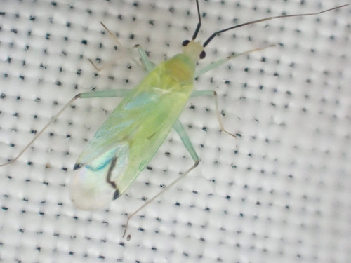 Paraproba cincta