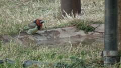 Lybius torquatus torquatus