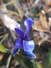Gentianopsis barbellata