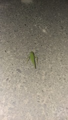 Microcentrum rhombifolium