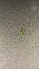 Microcentrum rhombifolium