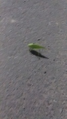 Microcentrum rhombifolium