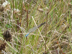 Oxyallagma dissidens