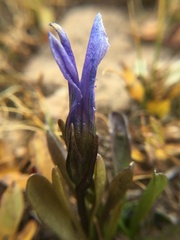 Gentianopsis barbellata