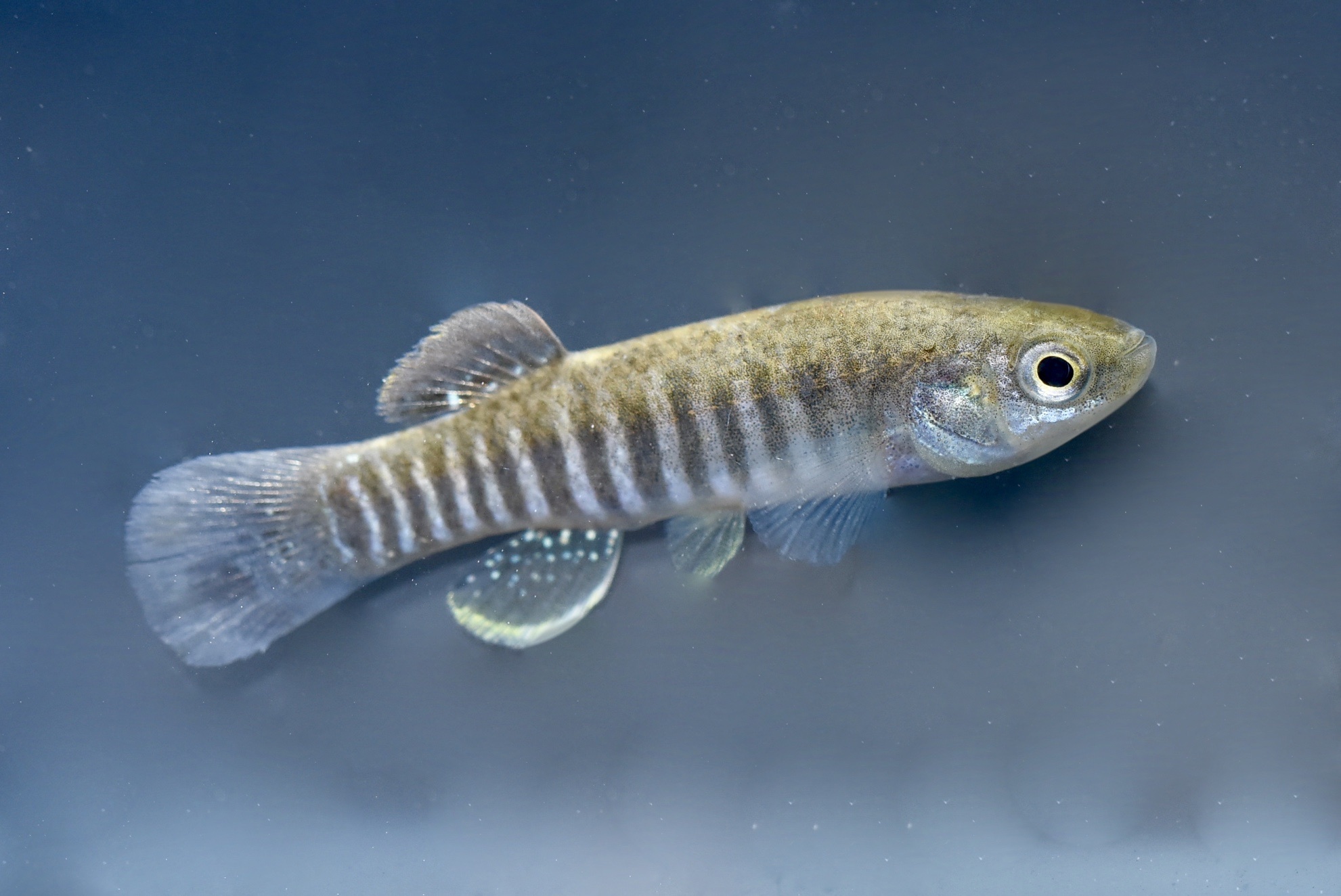 Fundulus pulvereus