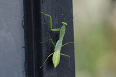Rhombodera zhangi