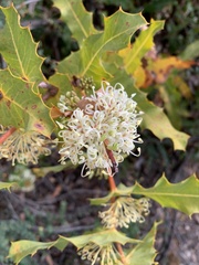 Hakea amplexicaulis