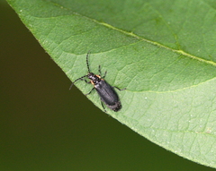 Polemius laticornis