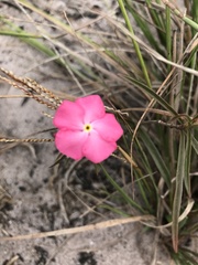 Mandevilla tenuifolia
