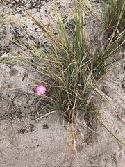 Mandevilla tenuifolia