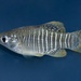 Diamond Killifish - Photo (c) johnwilliams, some rights reserved (CC BY-NC), uploaded by johnwilliams
