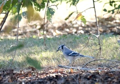 Cyanocitta cristata bromia