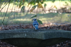 Cyanocitta cristata bromia