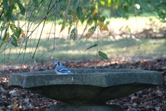 Cyanocitta cristata bromia