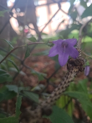 Campanula rapunculoides