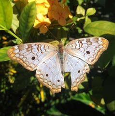 Anartia jatrophae