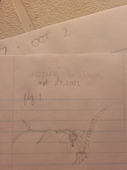 Campanula rapunculoides