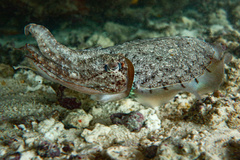 Sepia latimanus