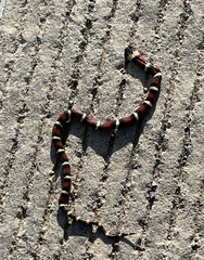 Lampropeltis annulata