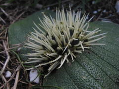 Massonia pustulata