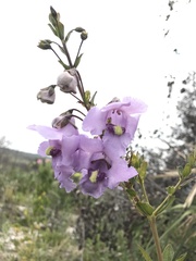 Angelonia verticillata