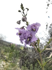 Angelonia verticillata