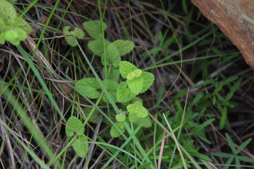 Komani Woundwort (Stachys lallaniana)